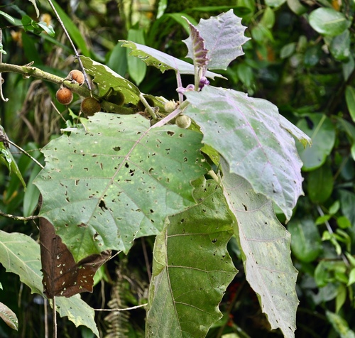 Naranjilla (Solanum quitoense)