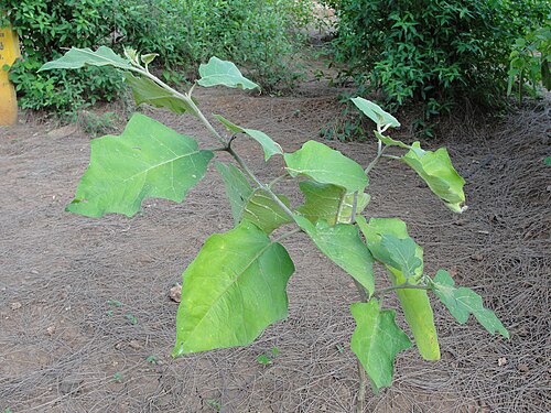 Turkey berry: A Solanum torvum