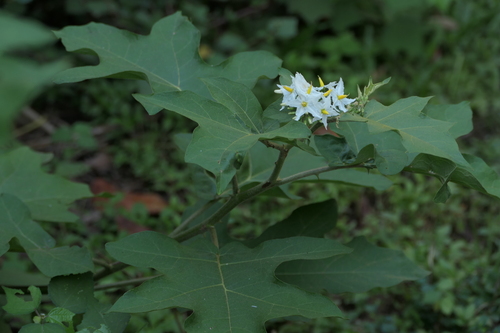 Turkey berry (Solanum torvum)
