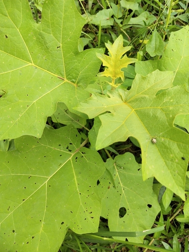 Turkey berry (Solanum torvum)