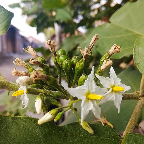 Turkey berry: Solanum torvum