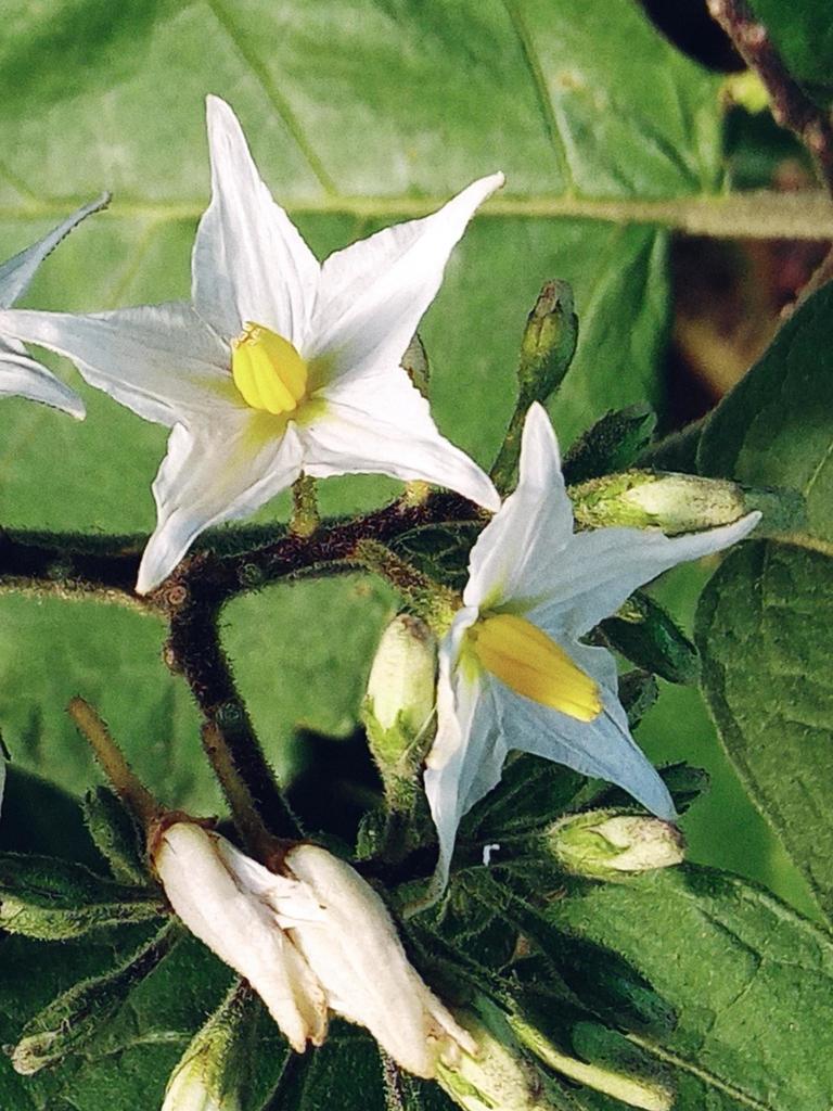 Turkey berry (Solanum torvum)