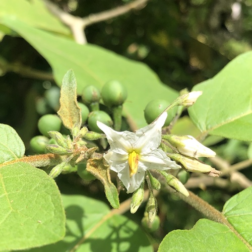 Turkey berry (Solanum torvum)
