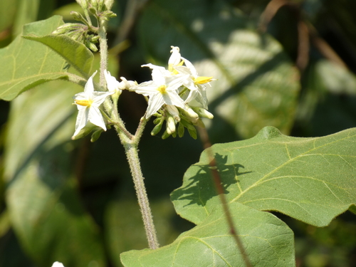 Turkey berry (Solanum torvum)