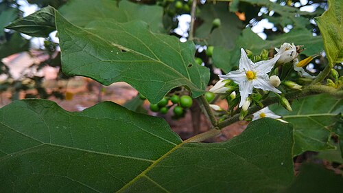 Turkey berry: Solanum torvum