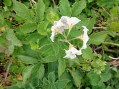 Potato (Solanum tuberosum)