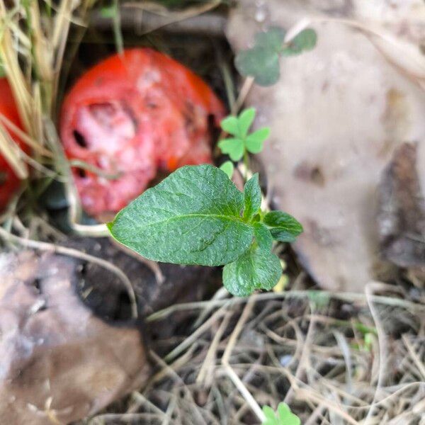 Potato (Solanum tuberosum)