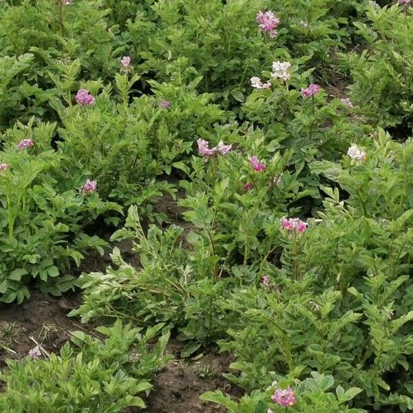 Potato (Solanum tuberosum)
