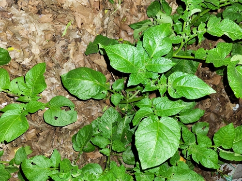 Potato (Solanum tuberosum)