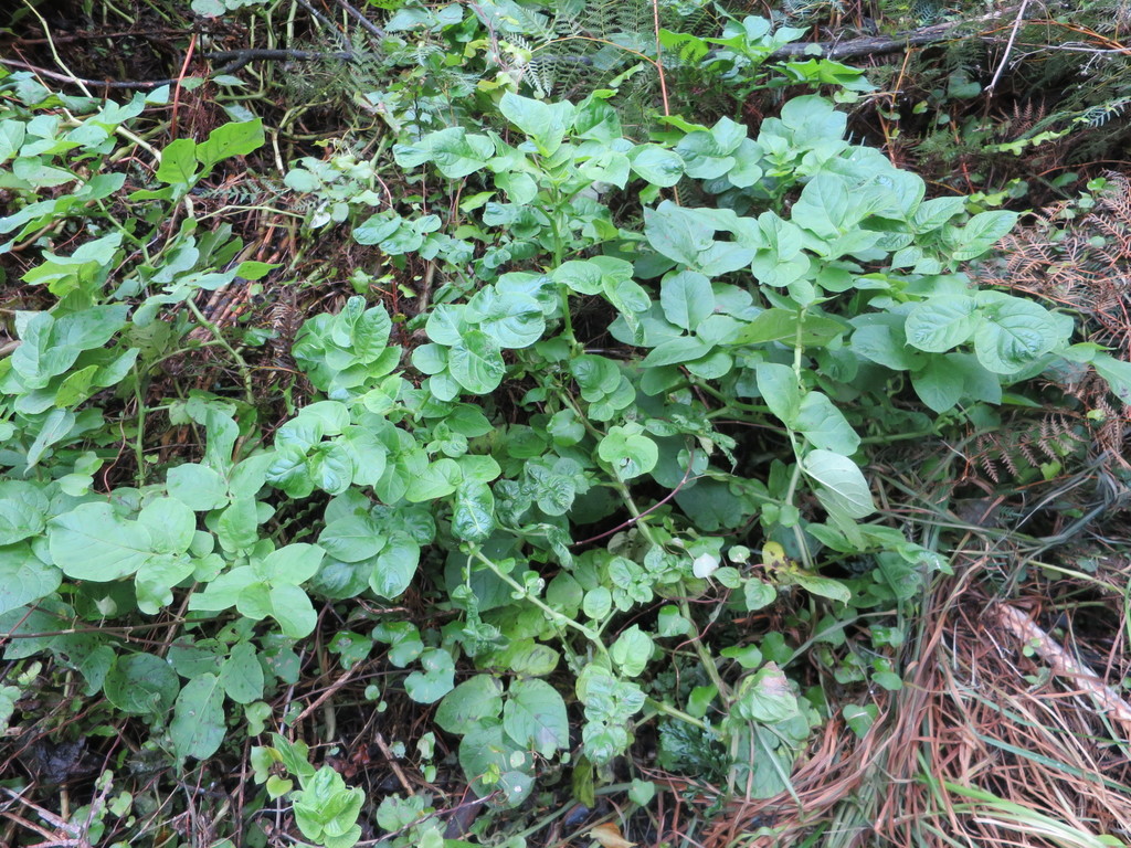 Potato (Solanum tuberosum)