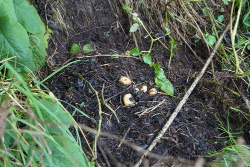 Potato (Solanum tuberosum)