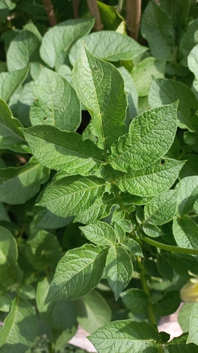 Potato (Solanum tuberosum)