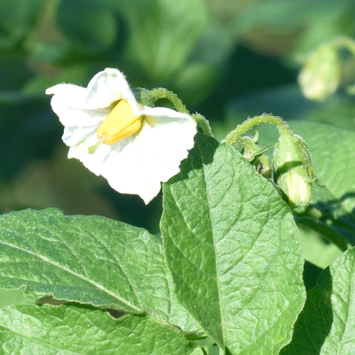 Potato (Solanum tuberosum)
