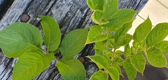 Potato (Solanum tuberosum)
