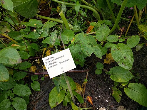 Potato: Solanum tuberosum, Hortus botanicus Leiden, Netherlands
