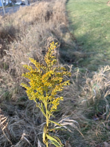 Canada goldenrod (Solidago canadensis)