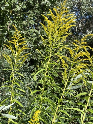 Canada goldenrod (Solidago canadensis)