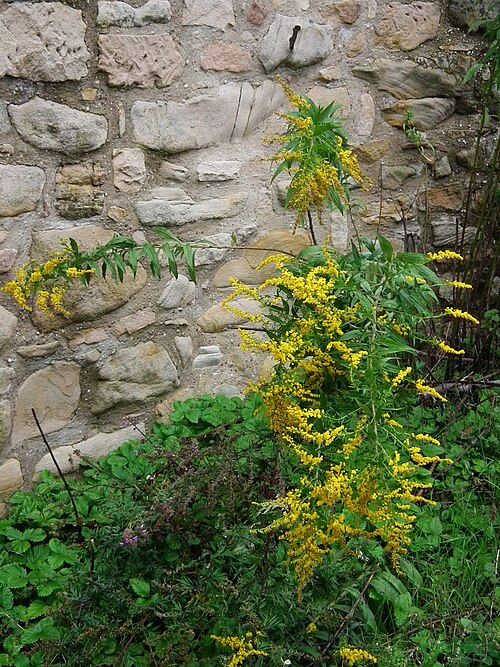 Canada goldenrod: Circa 1,30 hohe Goldrute ( Solidago sp. ), fotografiert in Heppenheim