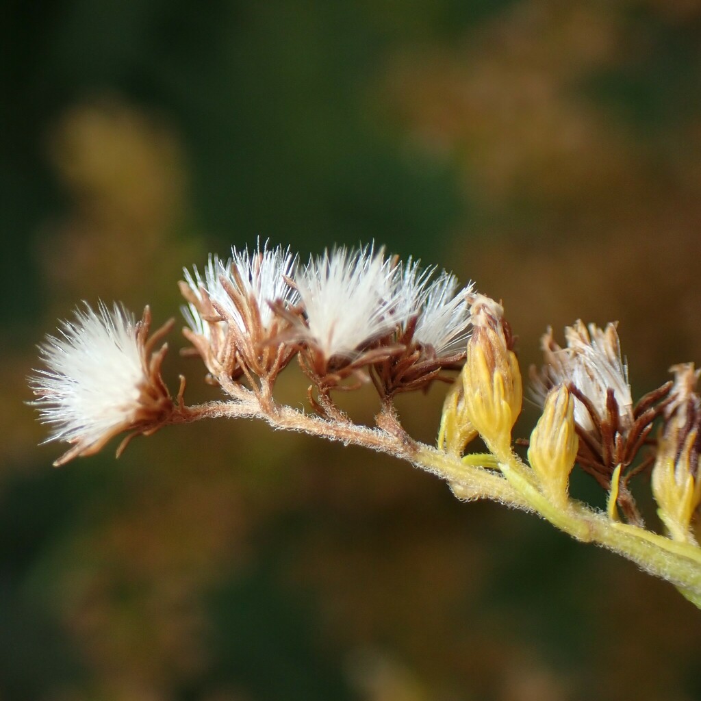 Canada goldenrod (Solidago canadensis)