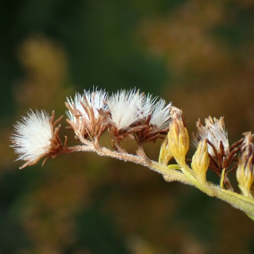 Canada goldenrod