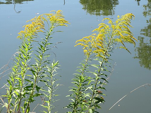 Canada goldenrod: Kanadische Goldrute ( Solidago canadensis ) am Staden in Saarbrücken