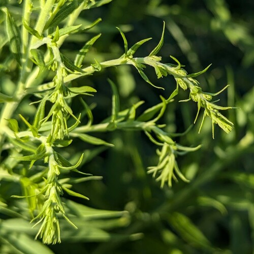 Canada goldenrod (Solidago canadensis)