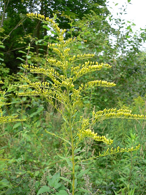 Canada goldenrod: Canadian goldenrod ( Solidago canadensis ), Alt-Treptow , Berlin, Germany