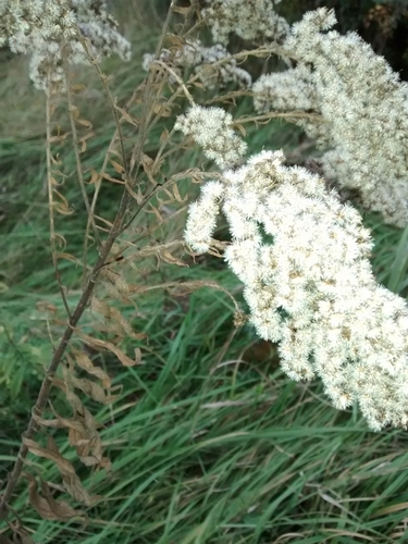Canada goldenrod (Solidago canadensis)