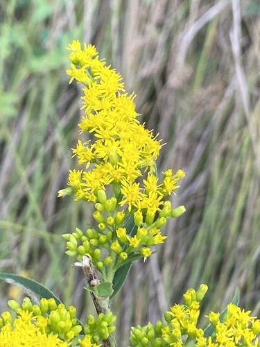 Canada goldenrod (Solidago canadensis)