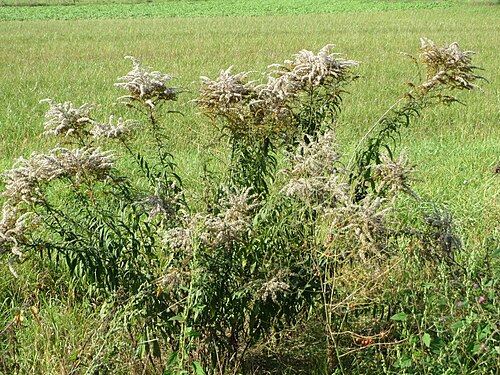 Canada goldenrod: Kanadische Goldrute ( Solidago canadensis ) bei Hockenheim