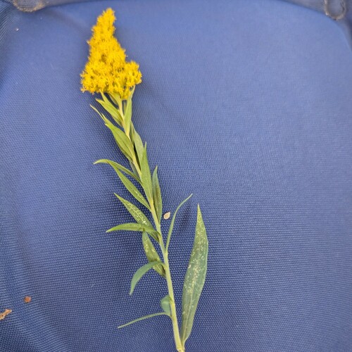 Canada goldenrod (Solidago canadensis)
