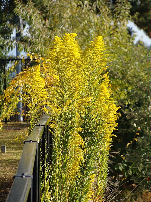 Canada goldenrod: canadensis_var_scabra_Canada_goldenrod