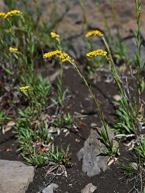Solidago chilensis: Solidago chilensis NE from Laguna Puesto Care, Araukania, Chile