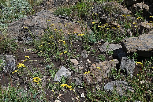 Solidago chilensis: Solidago chilensis NE from Laguna Puesto Care, Araukania, Chile