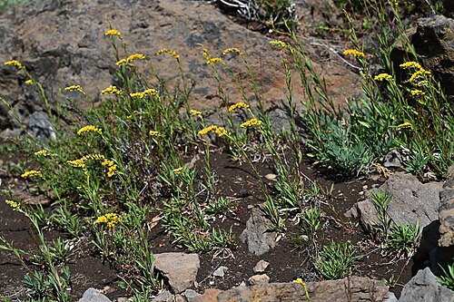 Solidago chilensis: Solidago chilensis NE from Laguna Puesto Care, Araukania, Chile