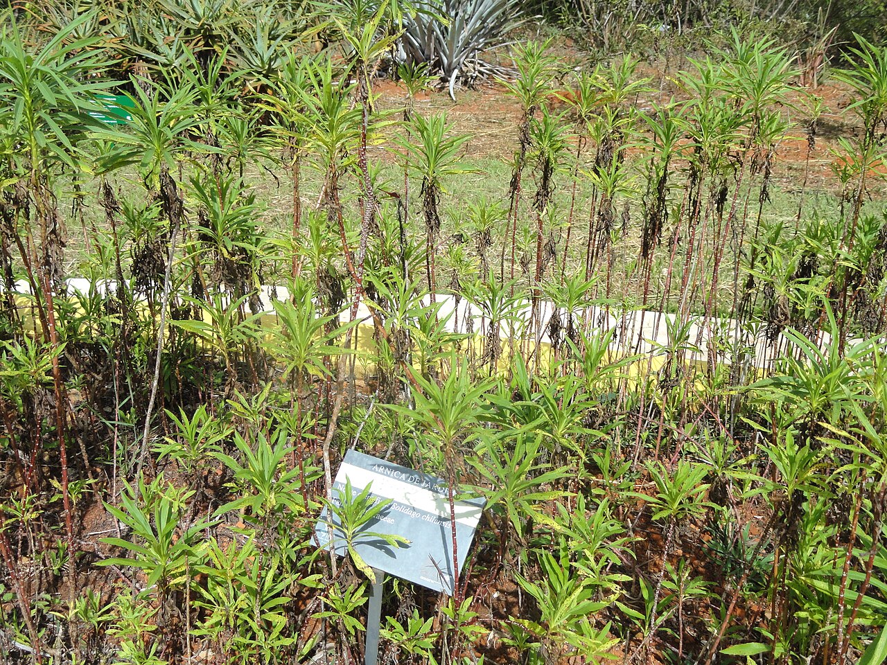 Solidago chilensis: Solidago chilensis in the Jardim Botânico de Brasília, Brasília, Brazil.