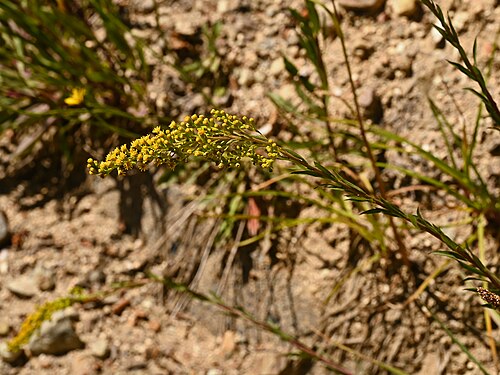 Solidago chilensis: Solidago chilensis at Sandero Valle Aquas Callientes E from Las Trancas, Region de Nuble, Chile