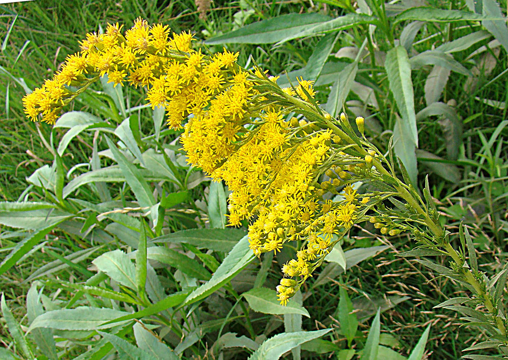 Solidago chilensis: A Goldenrod known as Vara de Oro in Chile. In context at www.dixpix.ca/sth_cordillera/flora/aster_cluster/index.html