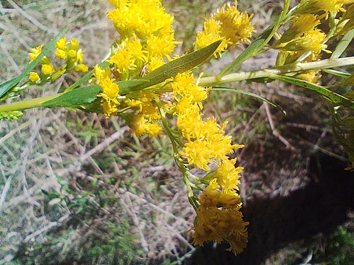 Solidago chilensis: Solidago chilensis