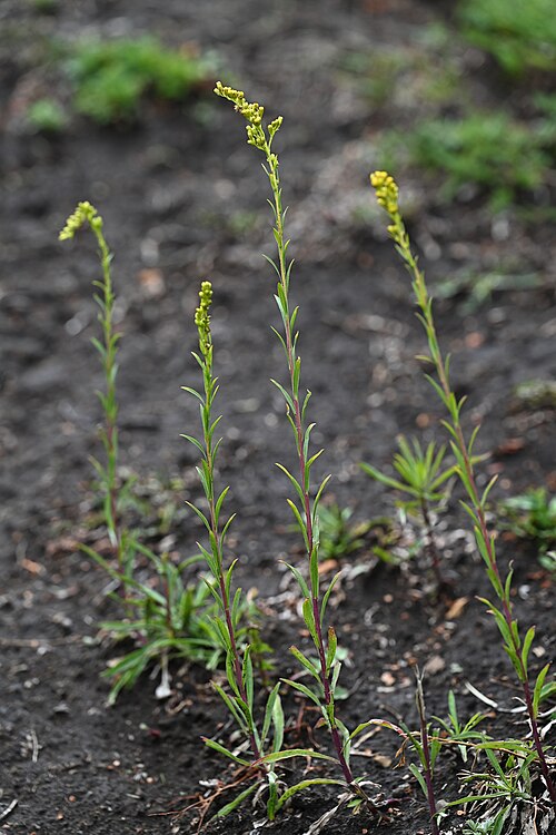 Solidago chilensis: Solidago chilensis NE from Laguna Puesto Care, Araukania, Chile