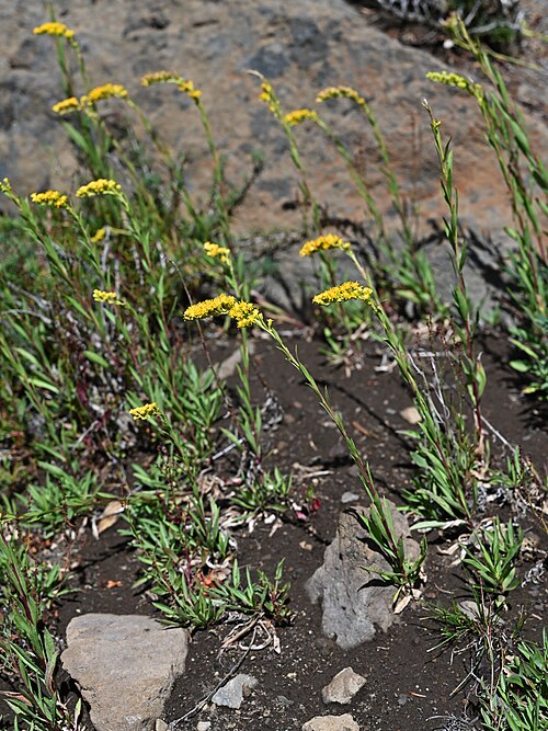 Solidago chilensis: Solidago chilensis NE from Laguna Puesto Care, Araukania, Chile