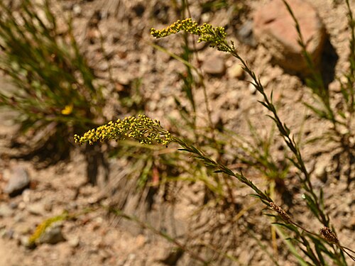 Solidago chilensis: Solidago chilensis at Sandero Valle Aquas Callientes E from Las Trancas, Region de Nuble, Chile