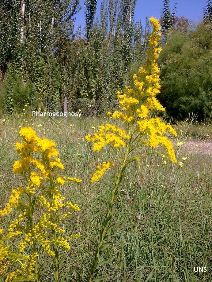 Solidago chilensis: Imagen de la especie Solidago chilensis en floración, durante el mes de marzo.