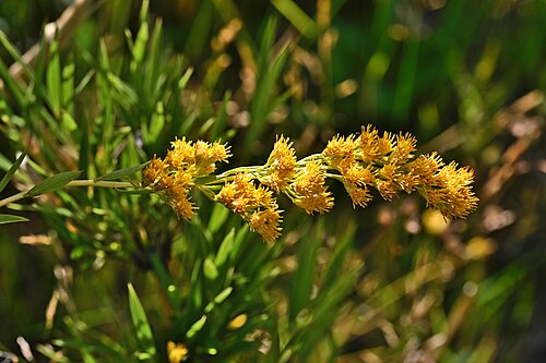Solidago chilensis: Solidago chilensis NE from Laguna Puesto Care, Araukania, Chile