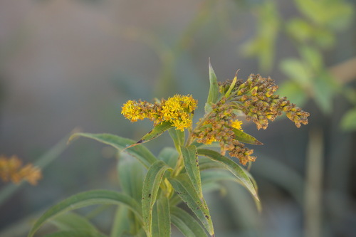 Giant goldenrod (Solidago gigantea)