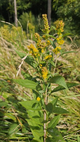 Giant goldenrod (Solidago gigantea)