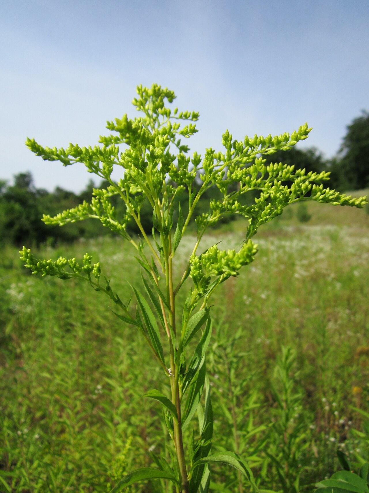 Giant goldenrod: Riesen-Goldrute ( Solidago gigantea ) an der Binnendüne an der ehem. Ostkurve in der Schwetzinger Hardt - eingeschleppt aus Nordamerika