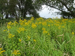 Giant goldenrod (Solidago gigantea)