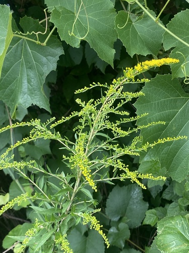 Giant goldenrod (Solidago gigantea)