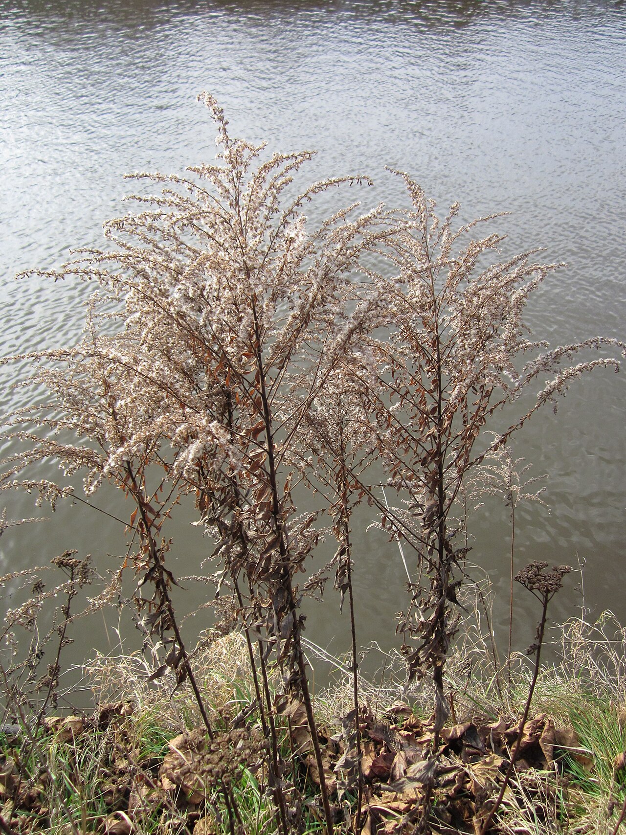 Giant goldenrod: Riesen-Goldrute ( Solidago gigantea ) an der Saar in Saarbrücken